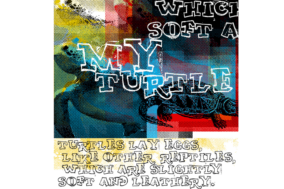 My Turtle